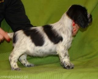 My lady bird - Biedronka