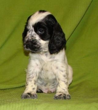 My white miracle - Indi