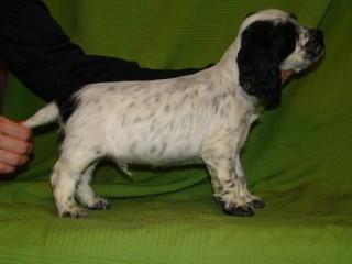 My white miracle - Indi