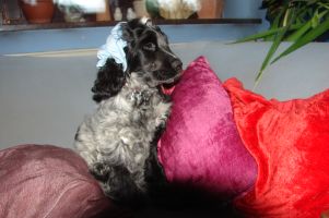 DOLCE VITA Dacapoalfine
