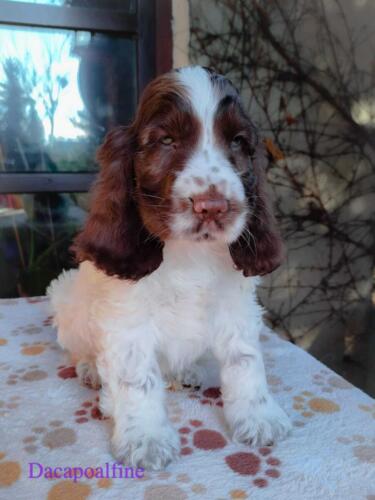 ABSOLVENT Dacapoalfine – FILIPEK biało czekoladowy