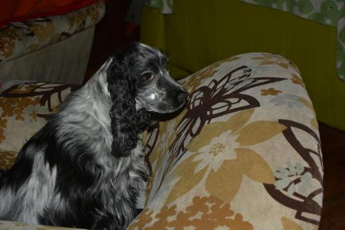 MY LITTLE HEART LASTUG Dacapoalfine