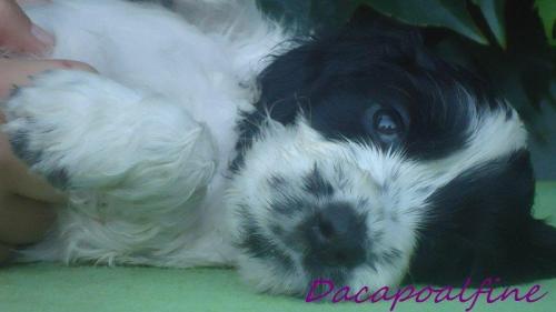 EAGLET Dacapoalfine - ''KLEMENS''