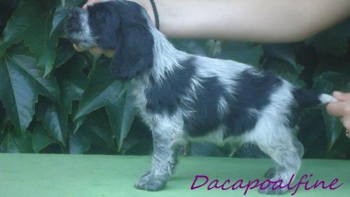 EL DORADO Dacapoalfine - ''MAXWELL''