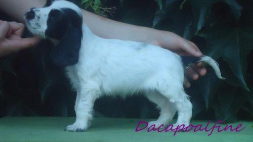 EMERALD Dacapoalfine - ''KLEMENTYNKA''
