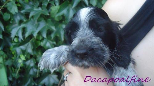 EVERYBODY LOVES ME Dacapoalfine - ''ANDRZEJ''