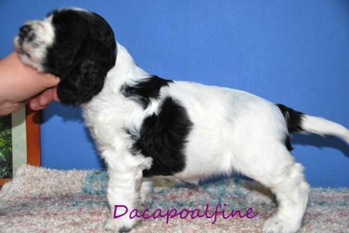 DESTINY Dacapoalfine