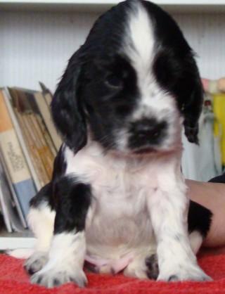 MAGIC BENJAMIN LASTUG Dacapoalfine - FARCIARZ white black boy