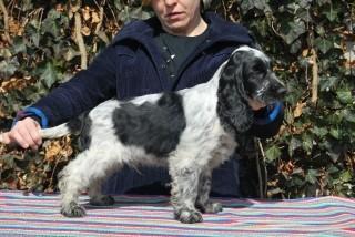 MELODY LASTUG Dacapoalfine - BOLERKO blue roan boy