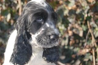 MYSTERY IN WHITE LASTUG Dacapoalfine - PTYŚ light blue roan  boy