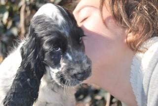 MYSTERY IN WHITE LASTUG Dacapoalfine - PTYŚ light blue roan  boy