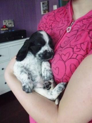 MY LADY BIRD LASTUG Dacapoalfine - BIEDRONKA blue roan girl