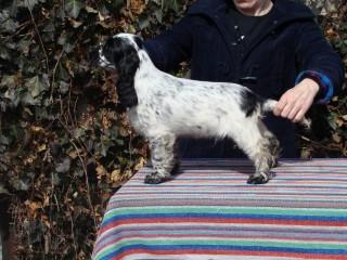 MY WHITE MIRACLE LASTUG Dacapoalfine - INDI light blue roan boy