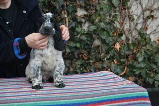MY WHITE MIRACLE LASTUG Dacapoalfine - INDI light blue roan boy