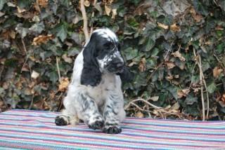 MY WHITE MIRACLE LASTUG Dacapoalfine - INDI light blue roan boy