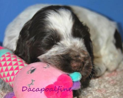 DIVANE FAVOR Dacapoalfine