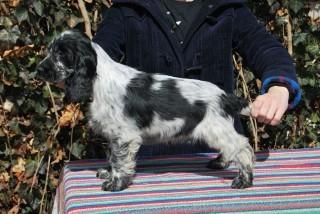 MY LITTLE HEART LASTUG Dacapoalfine - ZUZANNA blue roan girl