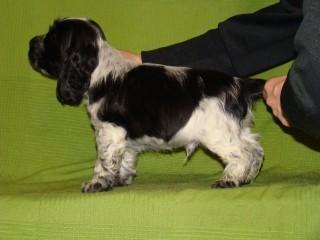 MY BEST COOKIE LASTUG Dacapoalfine - VINCI blue roan boy