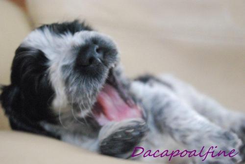 EL DORADO Dacapoalfine - ''MAXWELL''