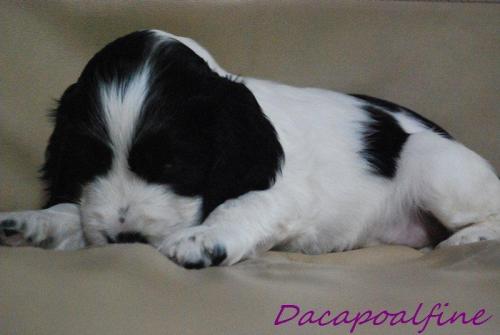 EVERY DAY THE BEST Dacapoalfine - ''LENTILKA''