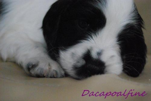 EMERALD Dacapoalfine - ''KLEMENTYNKA''