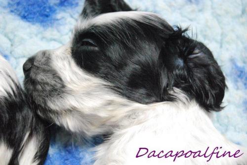 ESCAPE FOR THE JOY Dacapoalfine - ''PIETRUSZKA''