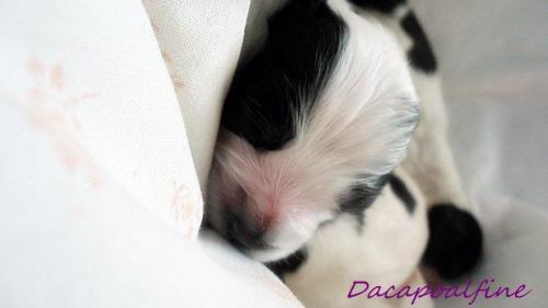 kleo dacapoalfine 