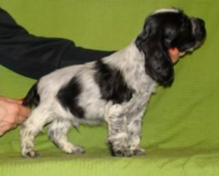 MOM, I FLY LASTUG Dacapoalfine - MOTYLEK blue roan dark boy
